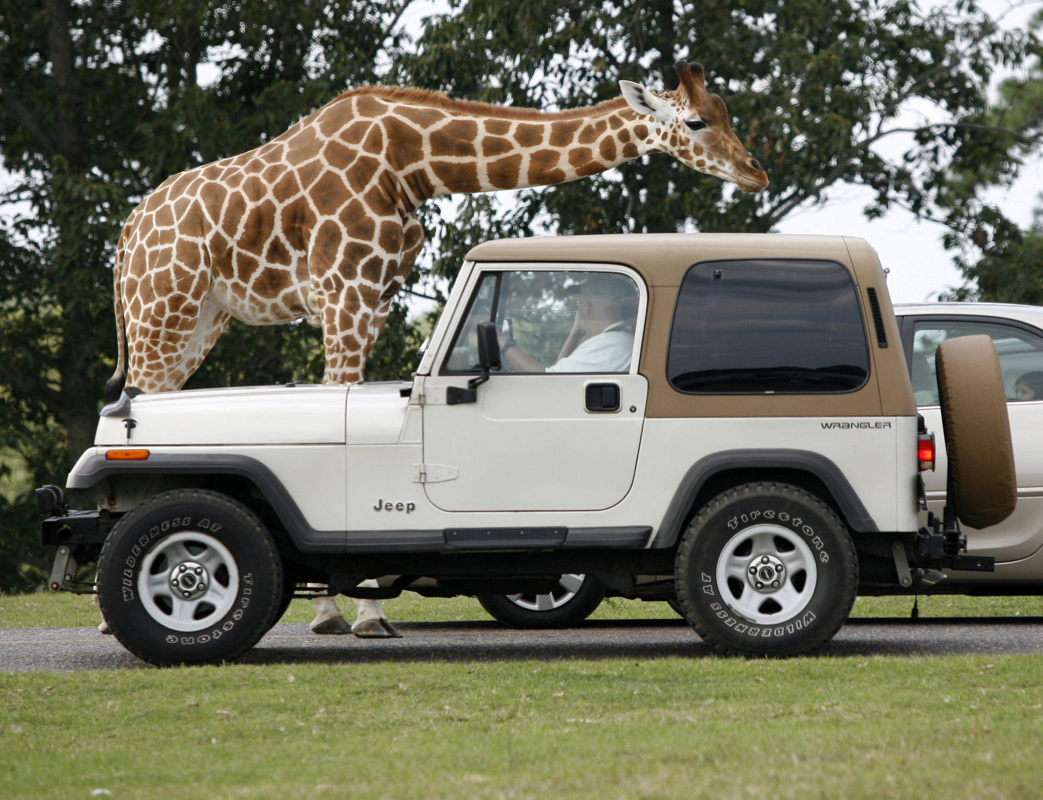 a giraffe approaches a jeep at the drive thru safari at Great Adventure.