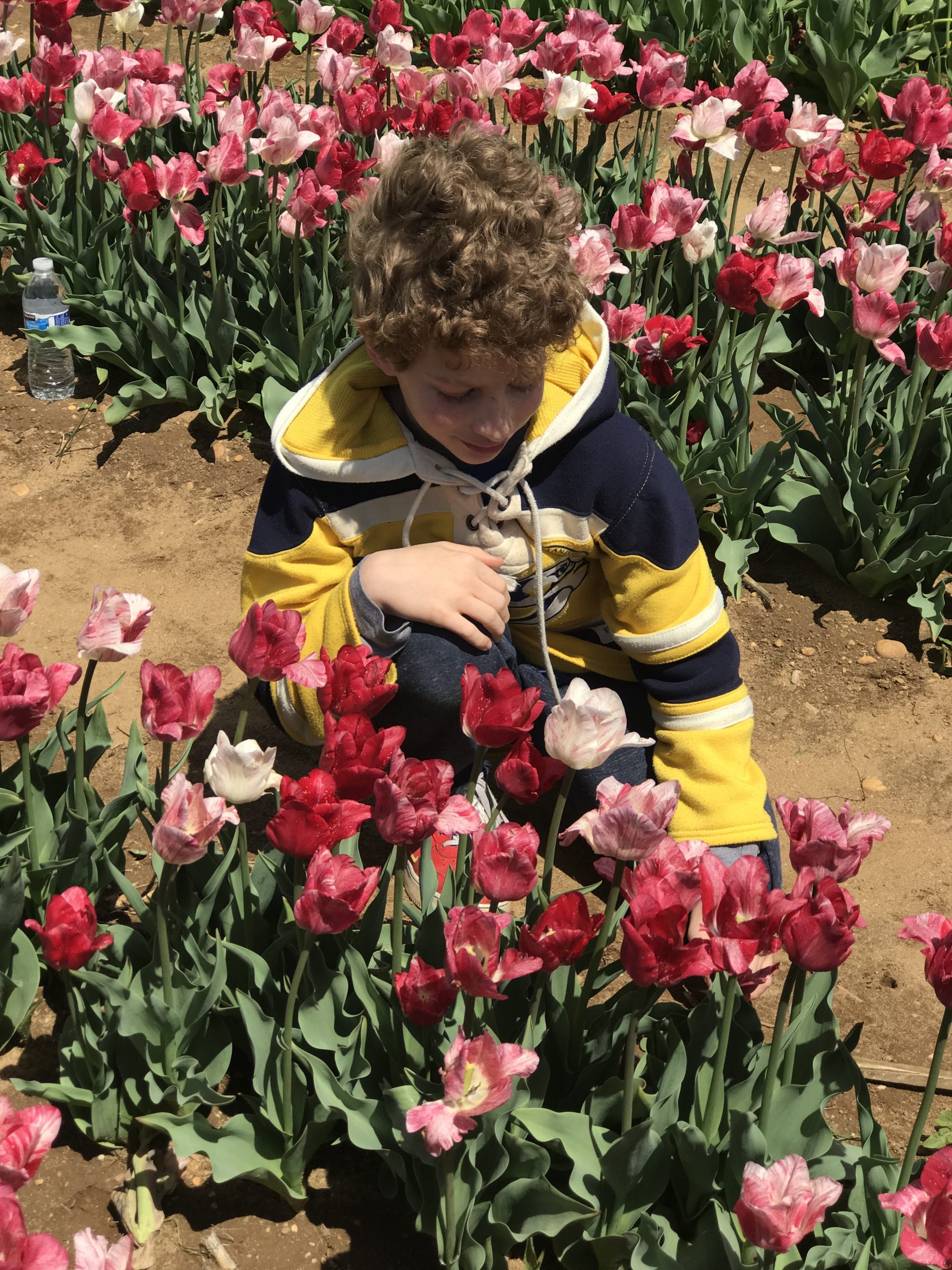 NJ Tulip Farms and Tulip Festivals 12 Tips You Need to Know