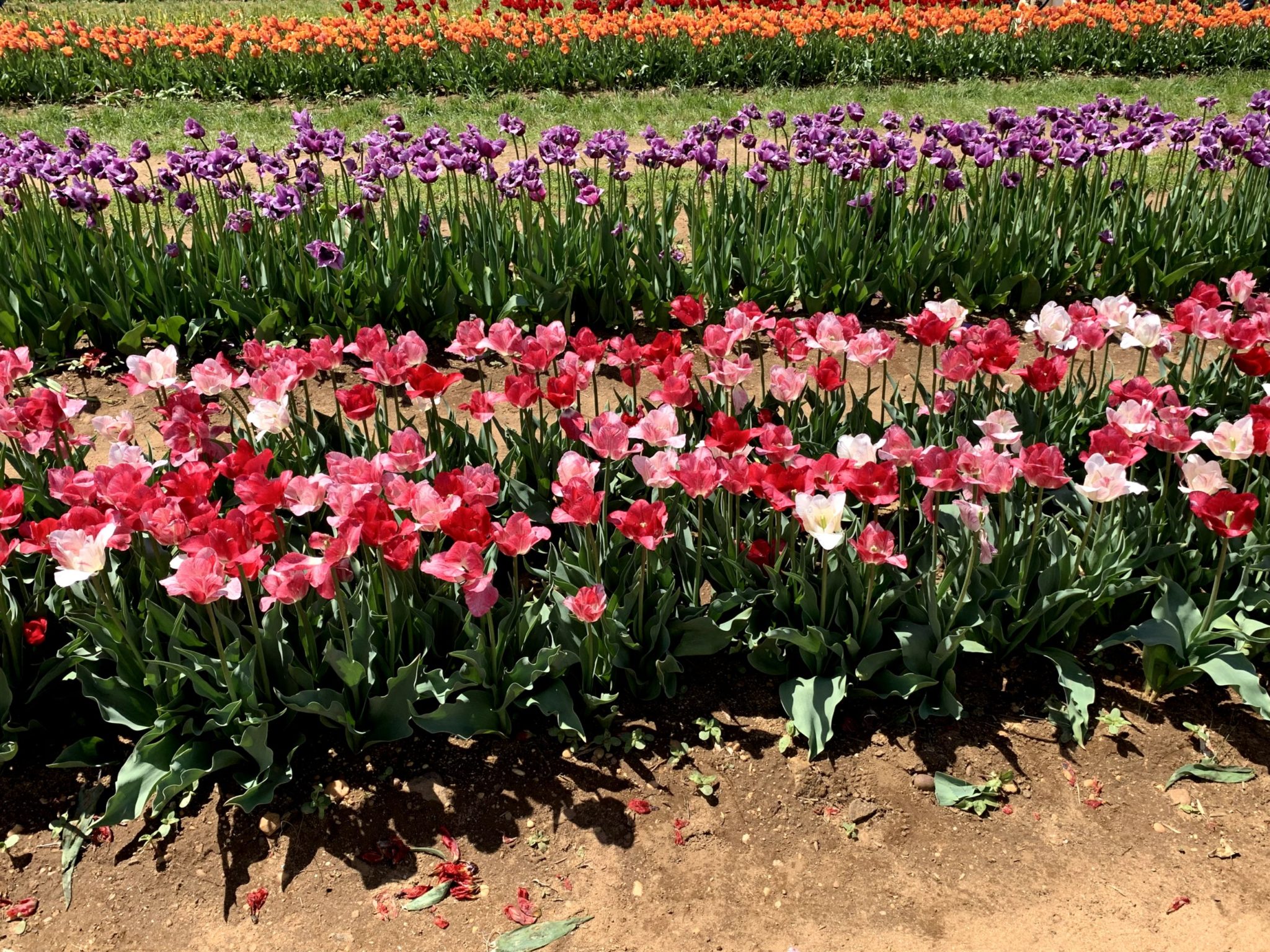 NJ Tulip Farms and Tulip Festivals 12 Tips You Need to Know 2024