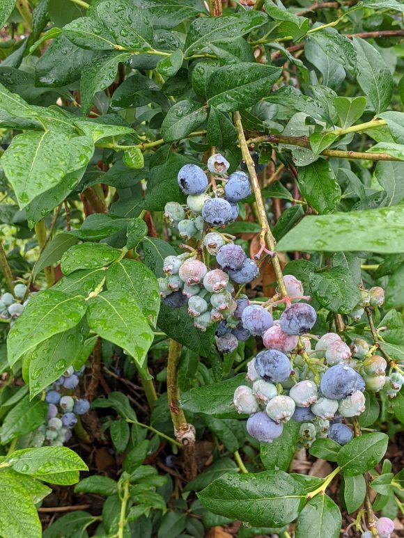 The Ultimate Guide to Blueberry Picking Season in NJ! Best Pick Your ...