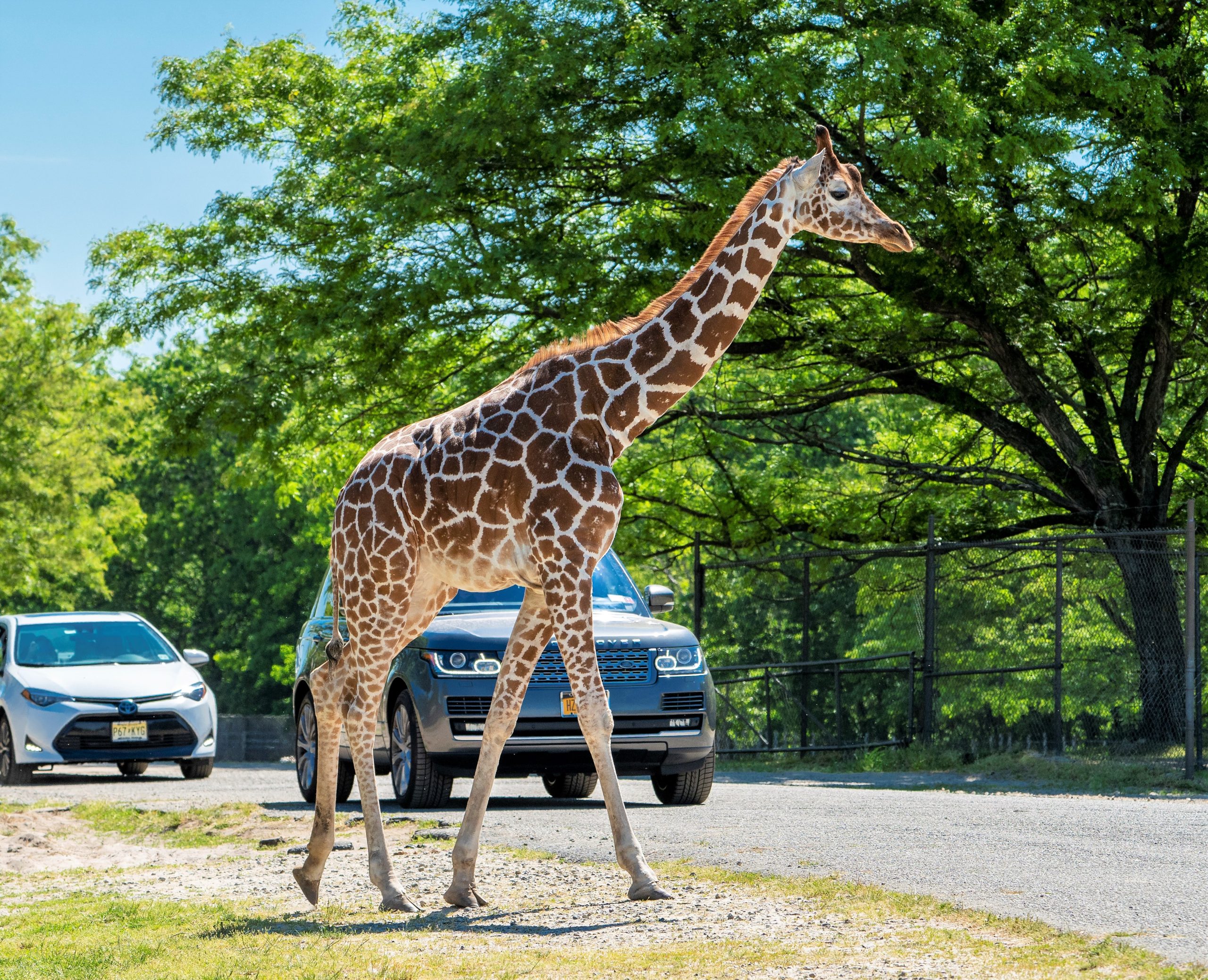 Six Flags Great Adventure Safari - Giraffe & SUVs