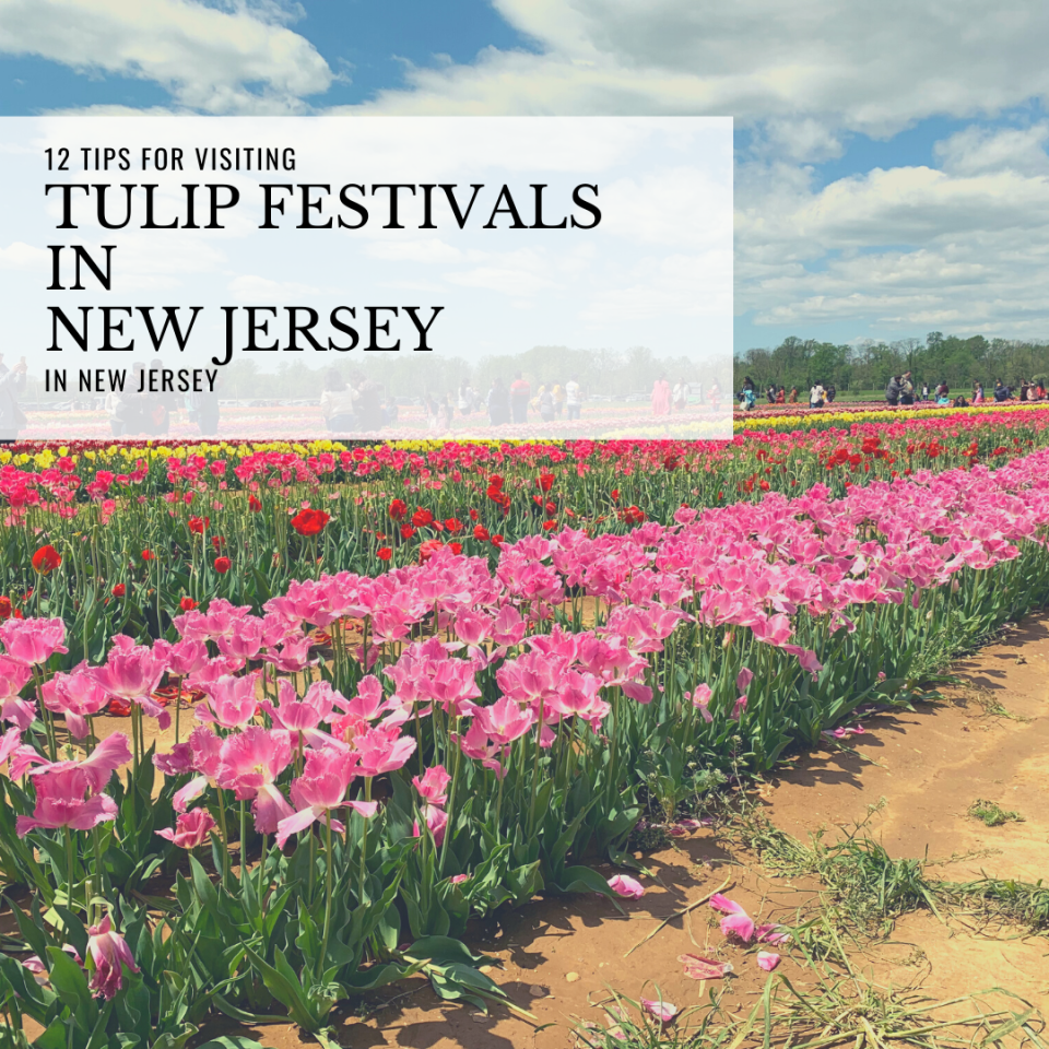 NJ Tulip Farms and Tulip Festivals 12 Tips You Need to Know