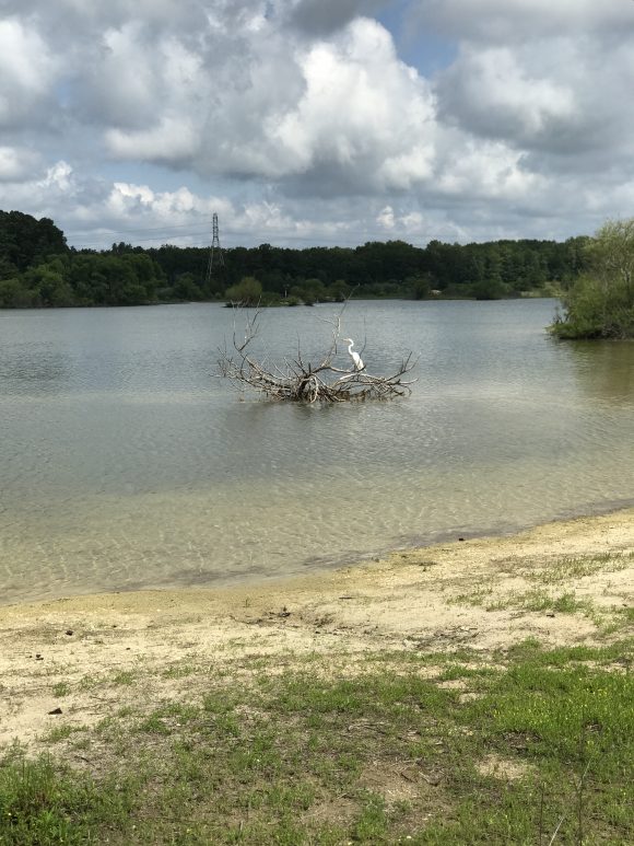 View of egret at the lake at Egg Harbor Township Nature Reserve