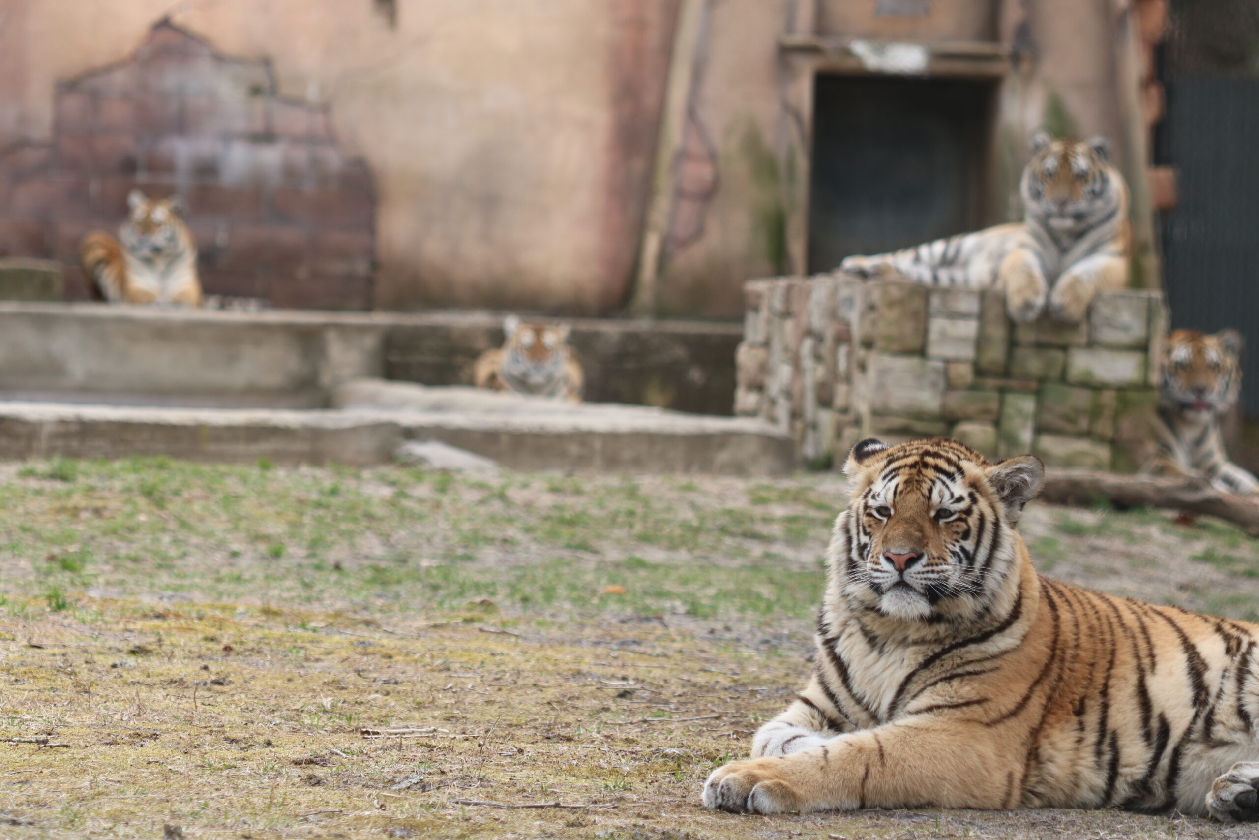 Tiger Cubs at Six Flags Safari in Jackson NJ