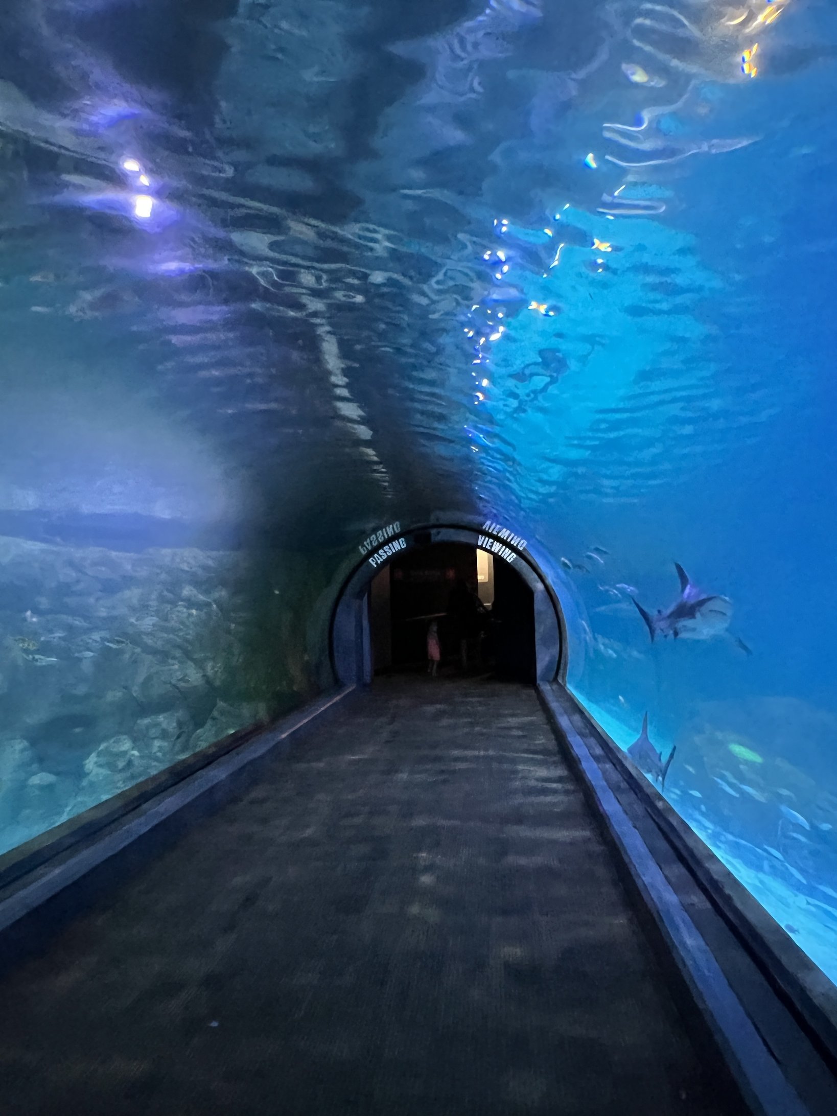 A Guide to Adventure Aquarium